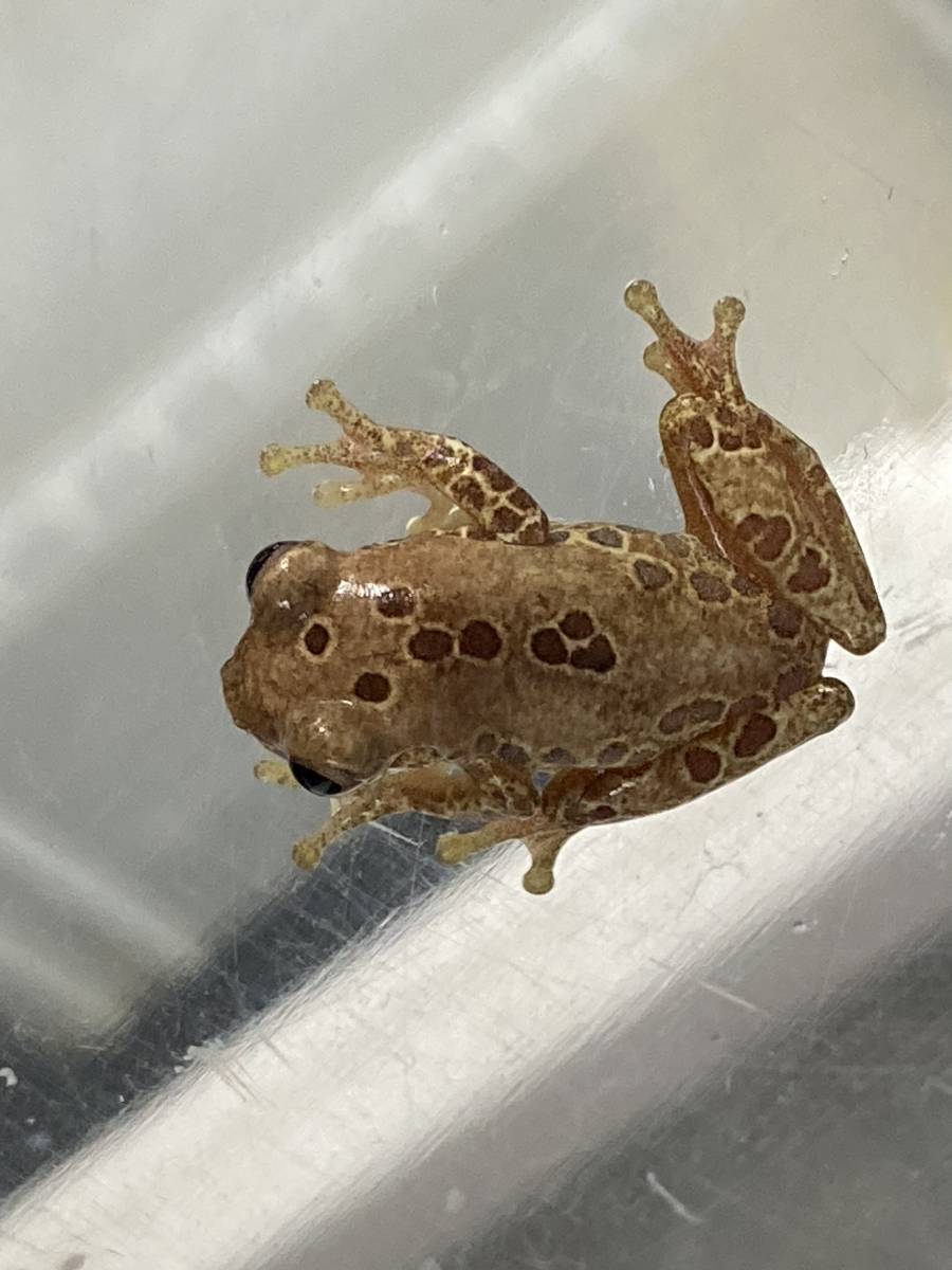 ペルー産アマガエル １匹 の価格 カエル 売買されたオークション情報 Yahooの商品情報をアーカイブ公開 オークファン Aucfan Com