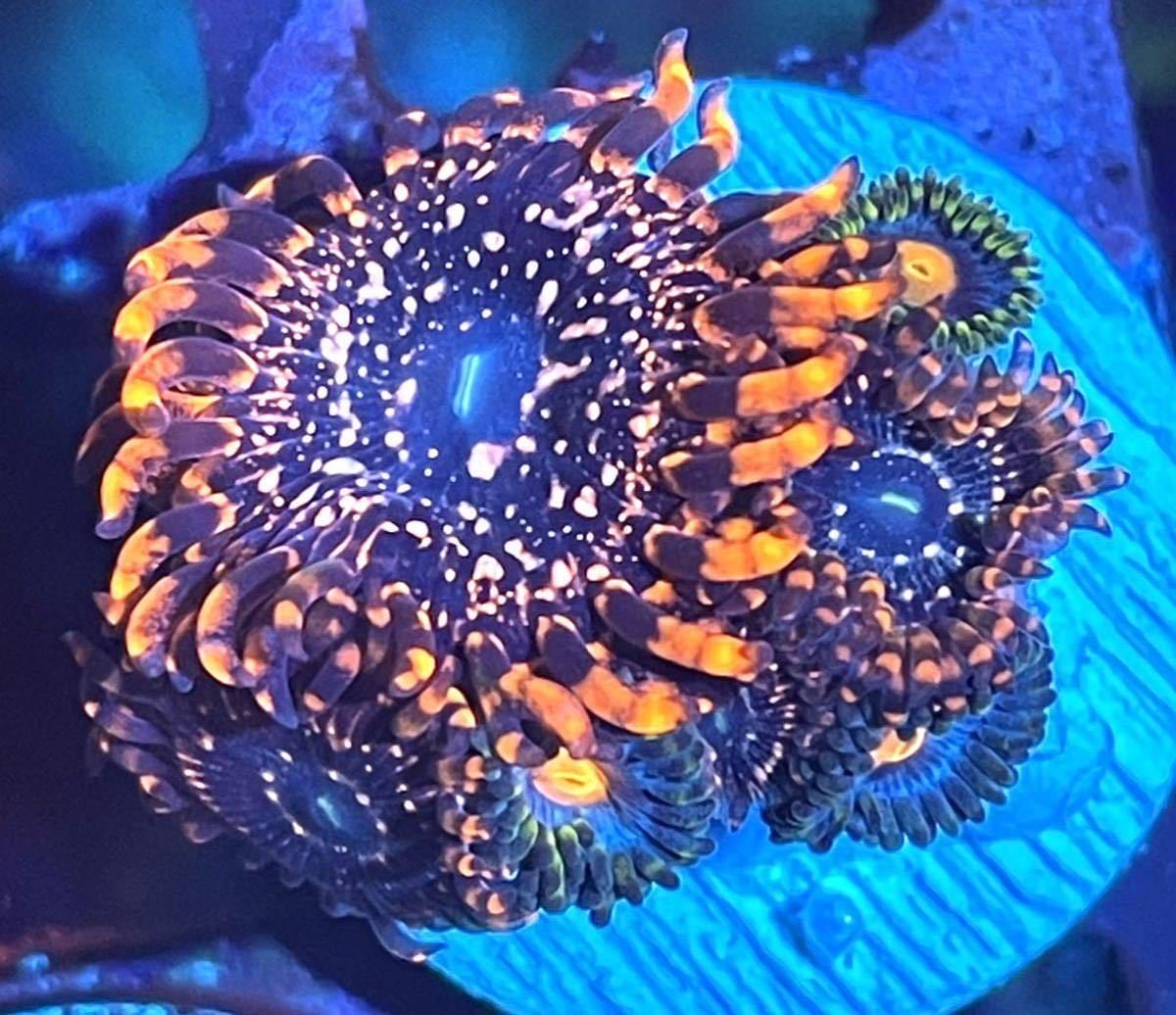 USAマメスナ ウッターチャオス MIXフラグ ※5/21(土)発送限定(海水魚 