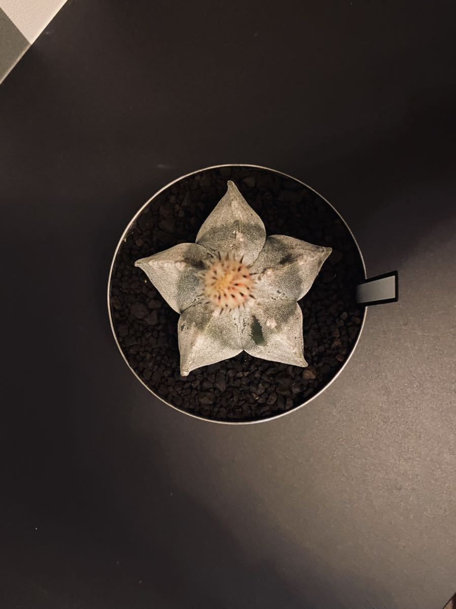 植木鉢 アガベ パキプス 陶器 Made HAND 検（塊根植物 L : ス380 M