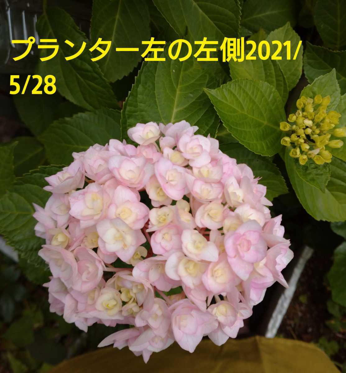 3 可愛い 品種不明 紫陽花 あじさい アジサイ ３ 5号ポット苗 アジサイ 売買されたオークション情報 Yahooの商品情報をアーカイブ公開 オークファン Aucfan Com