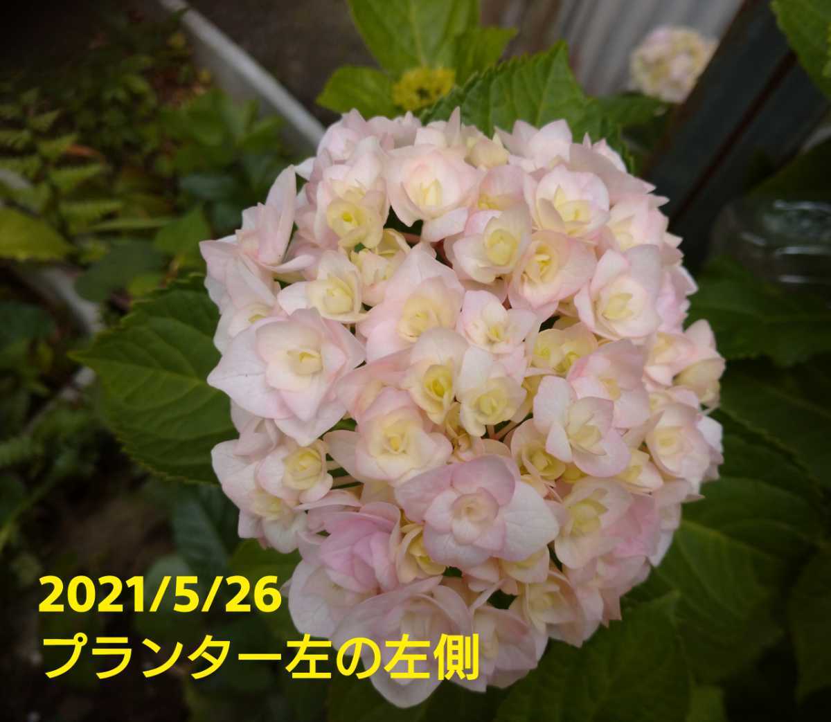 3 可愛い 品種不明 紫陽花 あじさい アジサイ ３ 5号ポット苗 アジサイ 売買されたオークション情報 Yahooの商品情報をアーカイブ公開 オークファン Aucfan Com