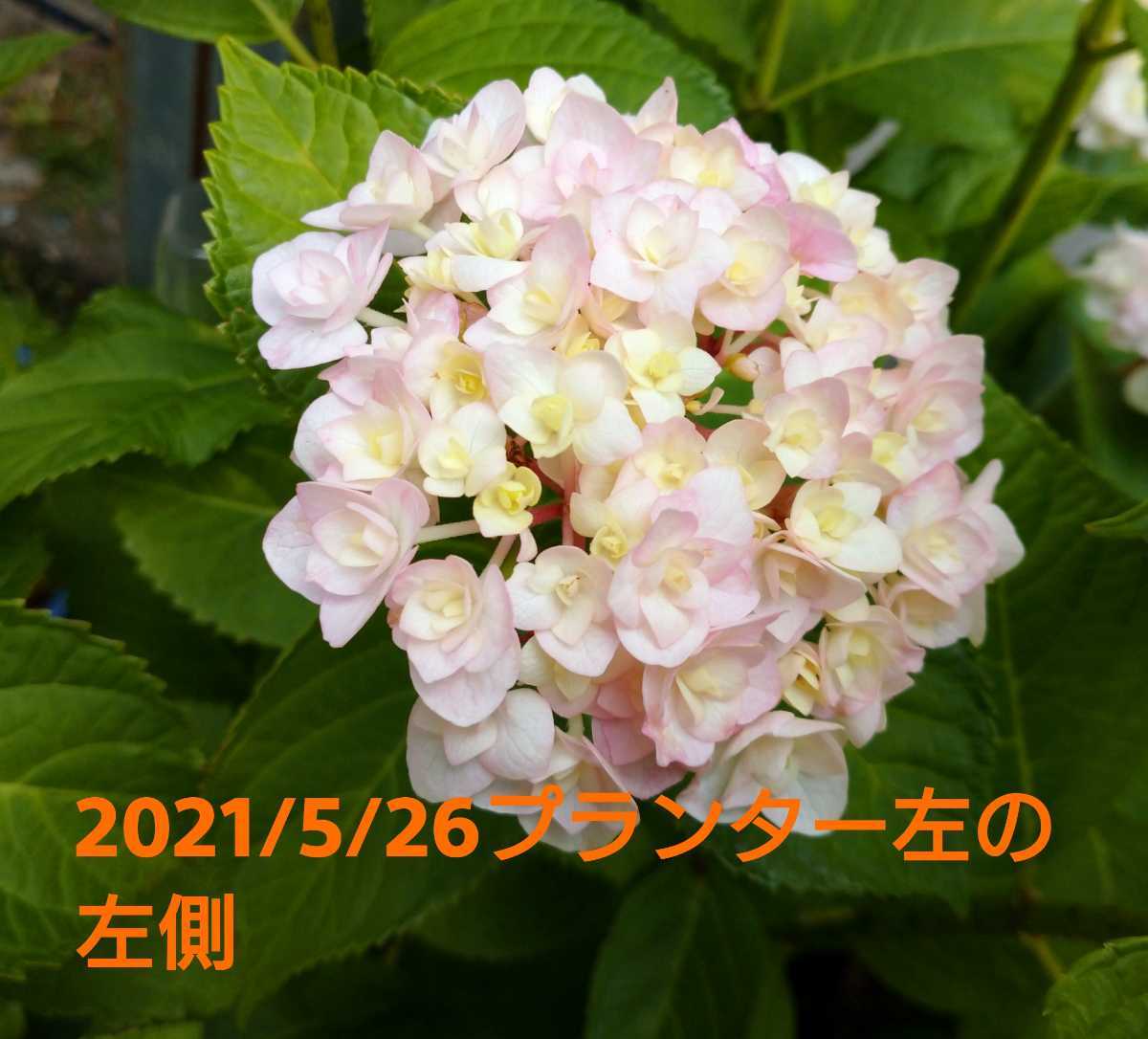 3 可愛い 品種不明 紫陽花 あじさい アジサイ ３ 5号ポット苗 アジサイ 売買されたオークション情報 Yahooの商品情報をアーカイブ公開 オークファン Aucfan Com