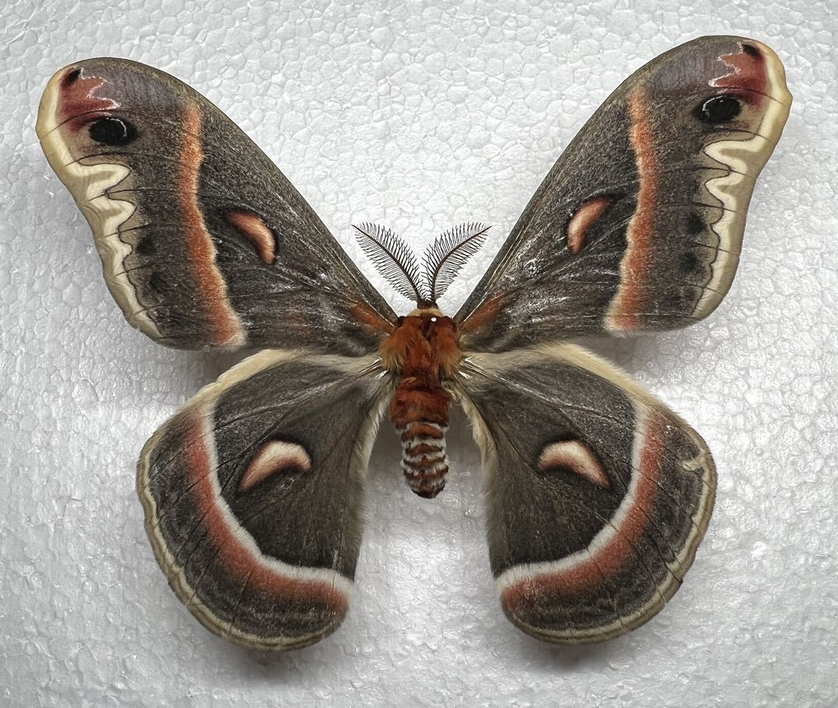 展翅標本 北米のヤママユ セクロピアサン オス 昆虫標本 科学 自然 売買されたオークション情報 Yahooの商品情報をアーカイブ公開 オークファン Aucfan Com