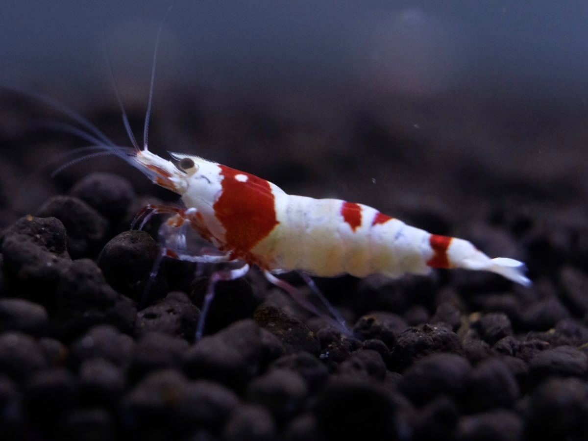 水と草 レッドビーシュリンプ2ペア 抱卵含 Aセット ニノ字 5 21 土 発送限定 ビーシュリンプ 売買されたオークション情報 Yahooの商品情報をアーカイブ公開 オークファン Aucfan Com