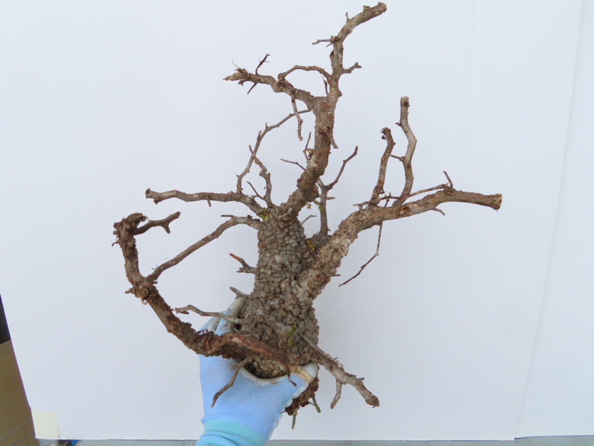 モ557「現地株」オペルクリカリア　パキプス　抜き苗【5/16最新到着・Operculicarya pachypus・塊根植物】