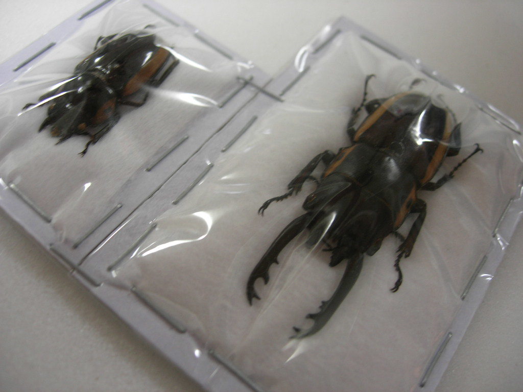  昆虫標本 特大個体 タニンバル諸島産ビソンノコギリ♂47.5ミリペア(虫類)｜売買されたオークション情報、yahooの商品情報をアーカイブ公開 - オークファン その他