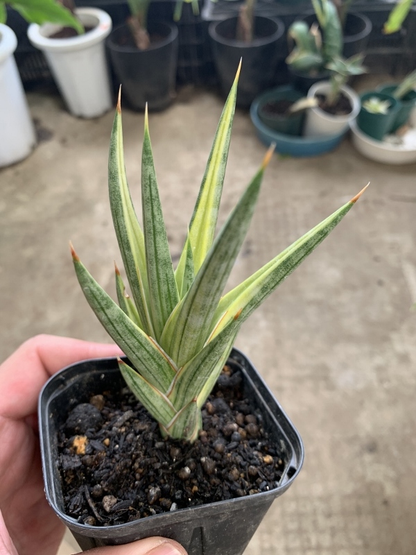 斑入り サンスベリア フランシシー Sansevieria Francisii Variegated 観葉植物 売買されたオークション情報 Yahooの商品情報をアーカイブ公開 オークファン Aucfan Com