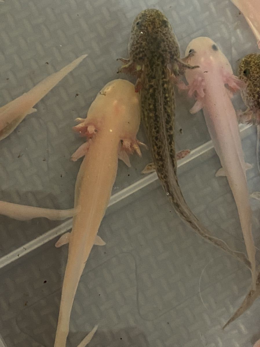 ウーパールーパー 10匹セット 約7 8 種類選べる リューシ ゴールデン アルビノ マーブル イモリ サラマンダー 売買されたオークション情報 Yahooの商品情報をアーカイブ公開 オークファン Aucfan Com