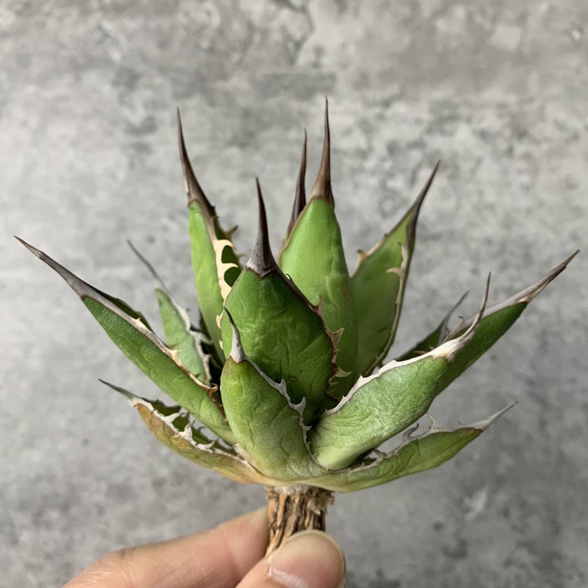 大株】アガベ チタノタ 例える ナイト/ Agave titanota knight 