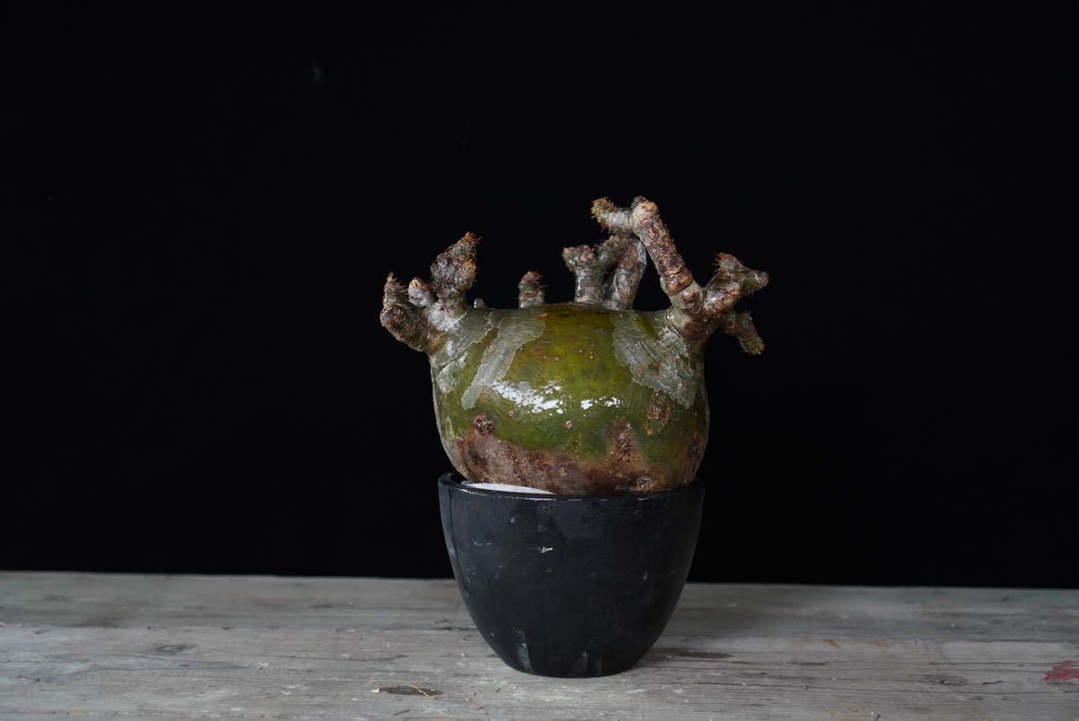 28 まん丸球体 3 緑肌□□Pachypodium Gracilius□□パキポディウム