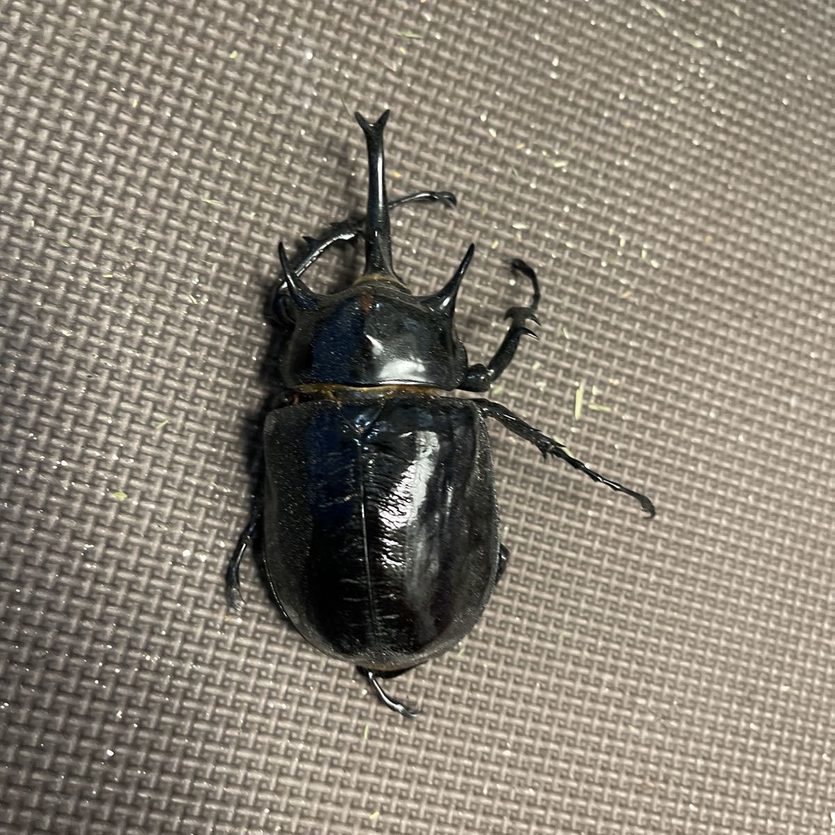 マルスゾウカブト死虫 【公式通販】