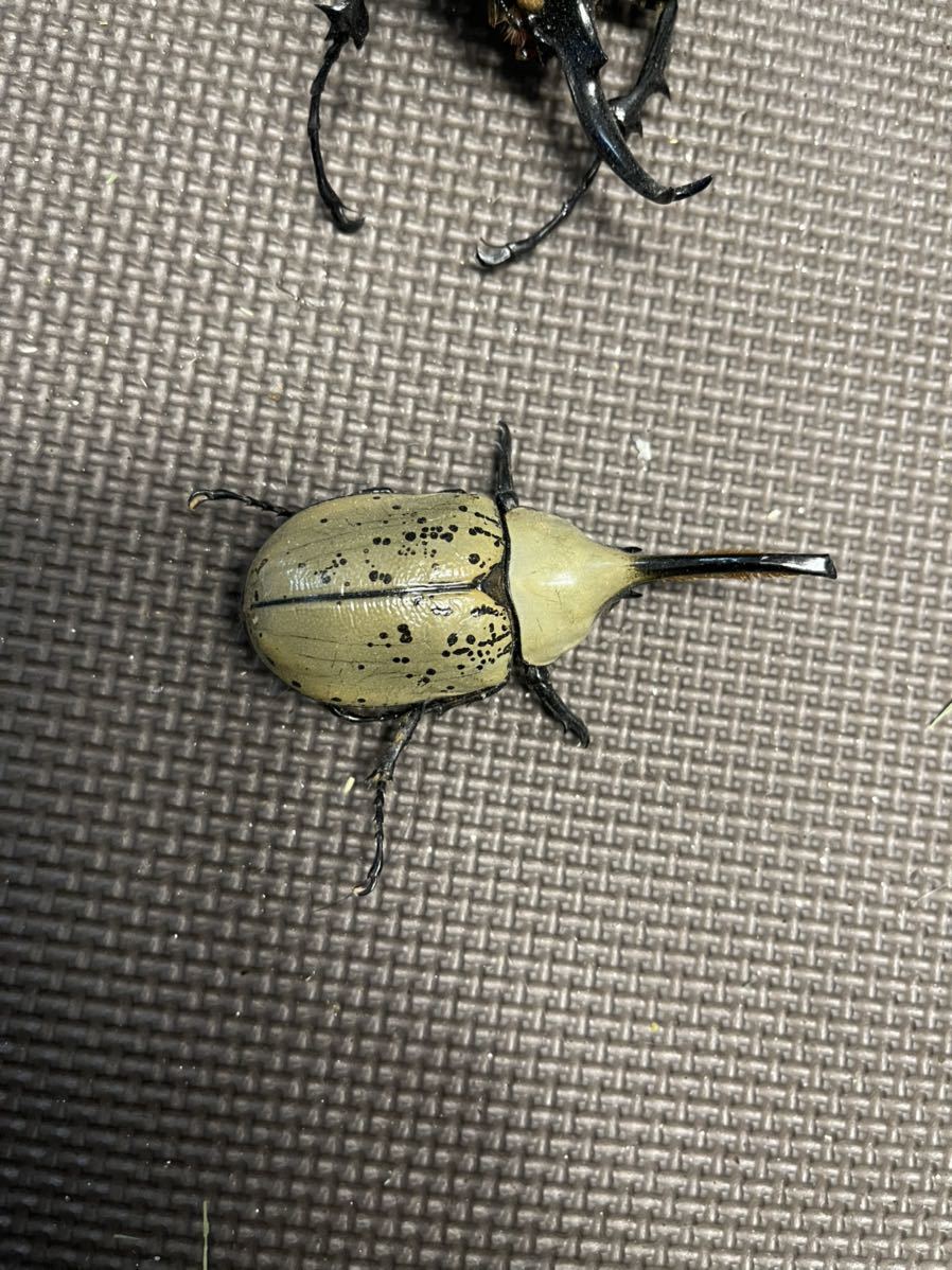 マルスゾウカブト死虫 【公式通販】