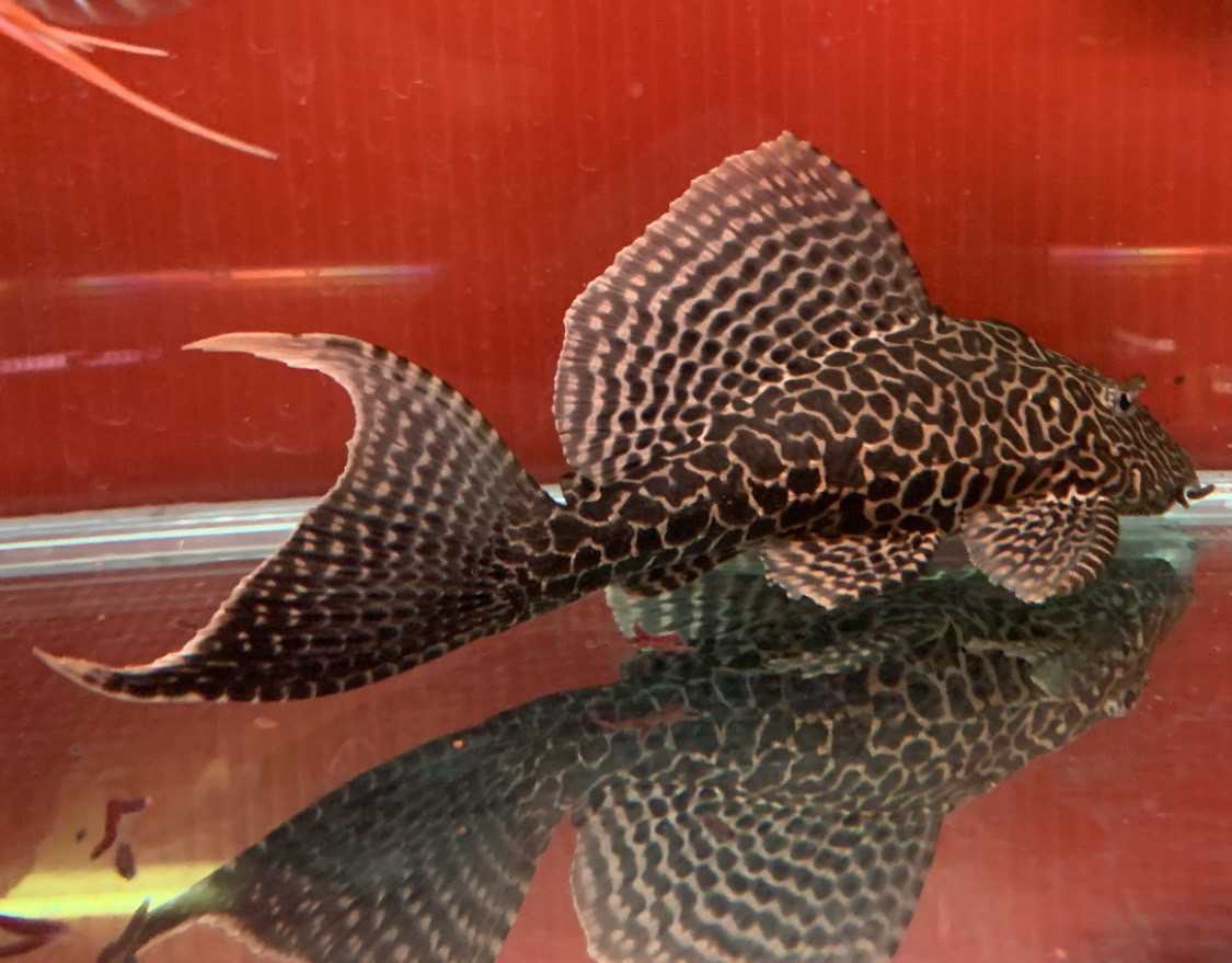 プレコ マーブルセルフィンプレコ cm の出品 よく掃除しますよ 大型水槽にいかが か 淡水魚 売買されたオークション情報 Yahooの商品情報をアーカイブ公開 オークファン Aucfan Com