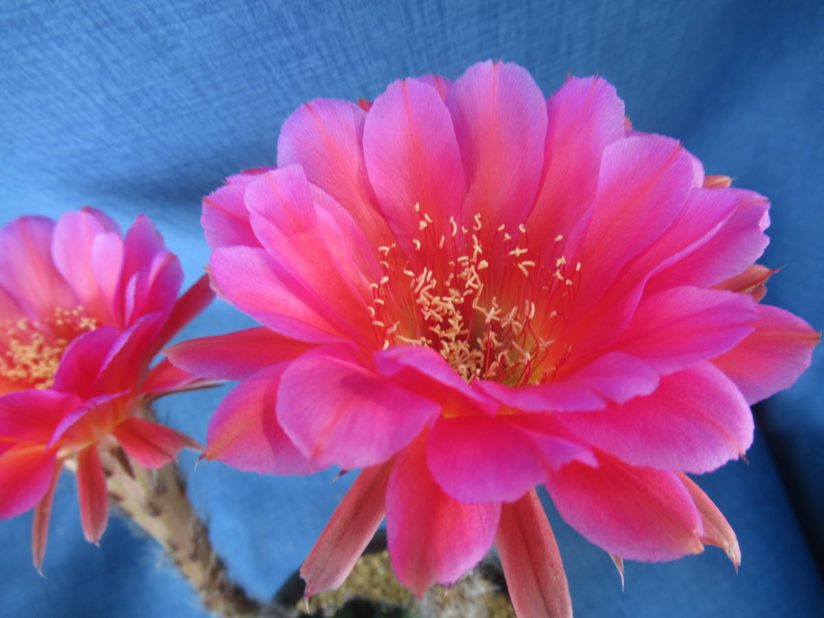 サボテン多肉植物 花サボテン ピンクの女王 サボテン 売買されたオークション情報 Yahooの商品情報をアーカイブ公開 オークファン Aucfan Com