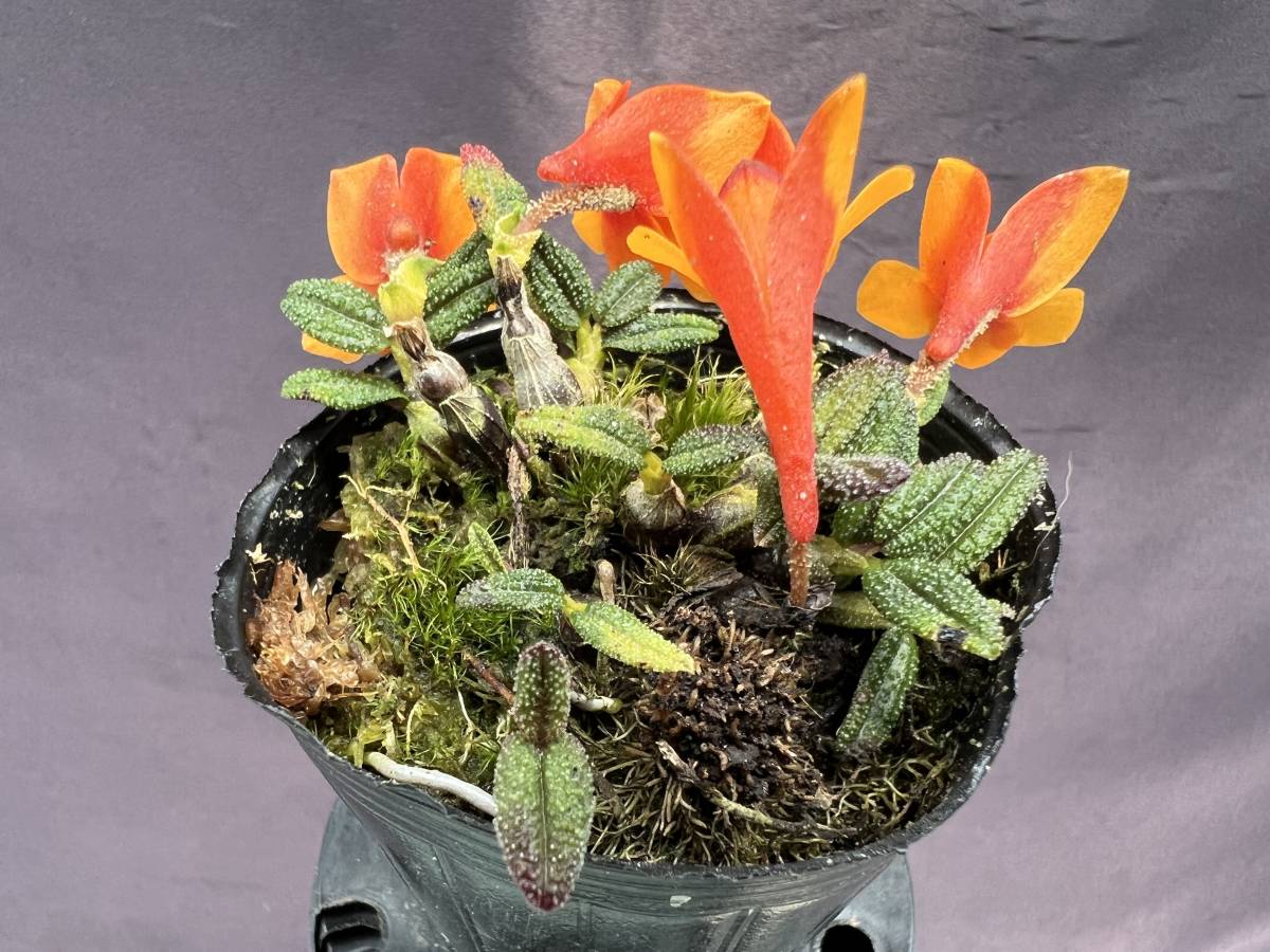 洋蘭 原種含む 5株セット 年末の株整理出品 デンドロビウム