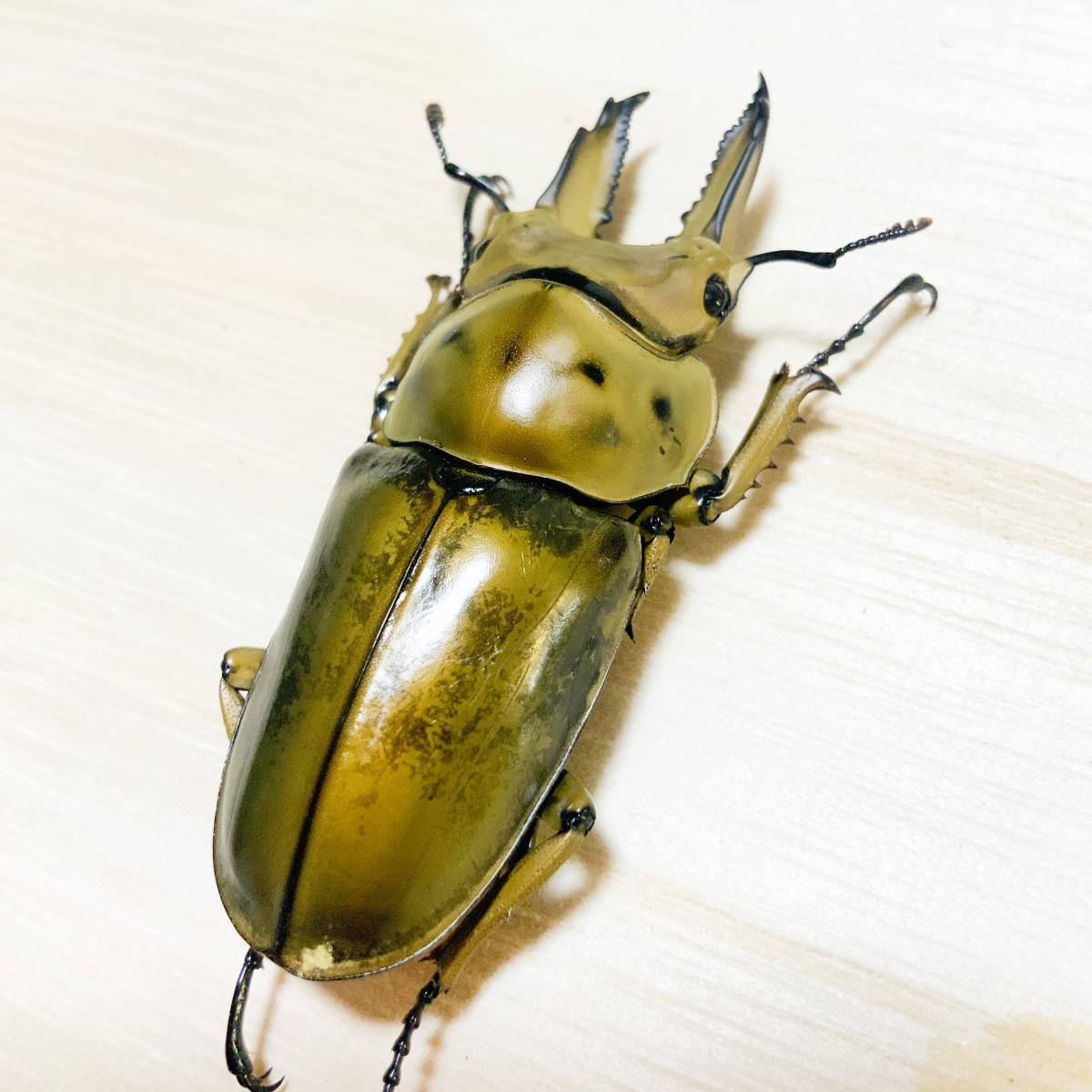 新成虫ババオウゴンオニクワガタ67mmペア | 外国産クワガタ 成虫