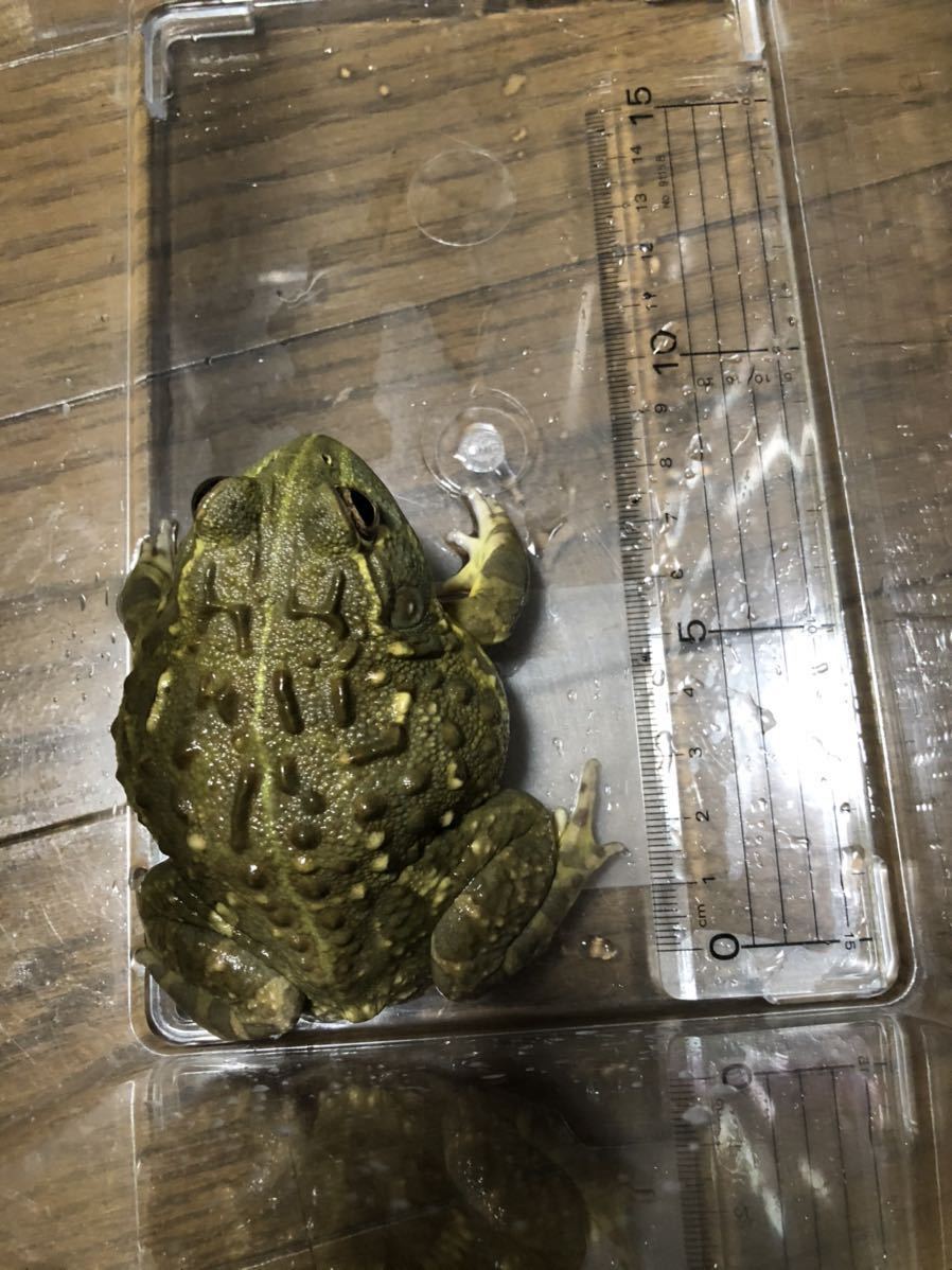 アフリカウシガエル 雌雄不明 九州地方 沖縄県 北海道には発送出来ません カエル 売買されたオークション情報 Yahooの商品情報をアーカイブ公開 オークファン Aucfan Com