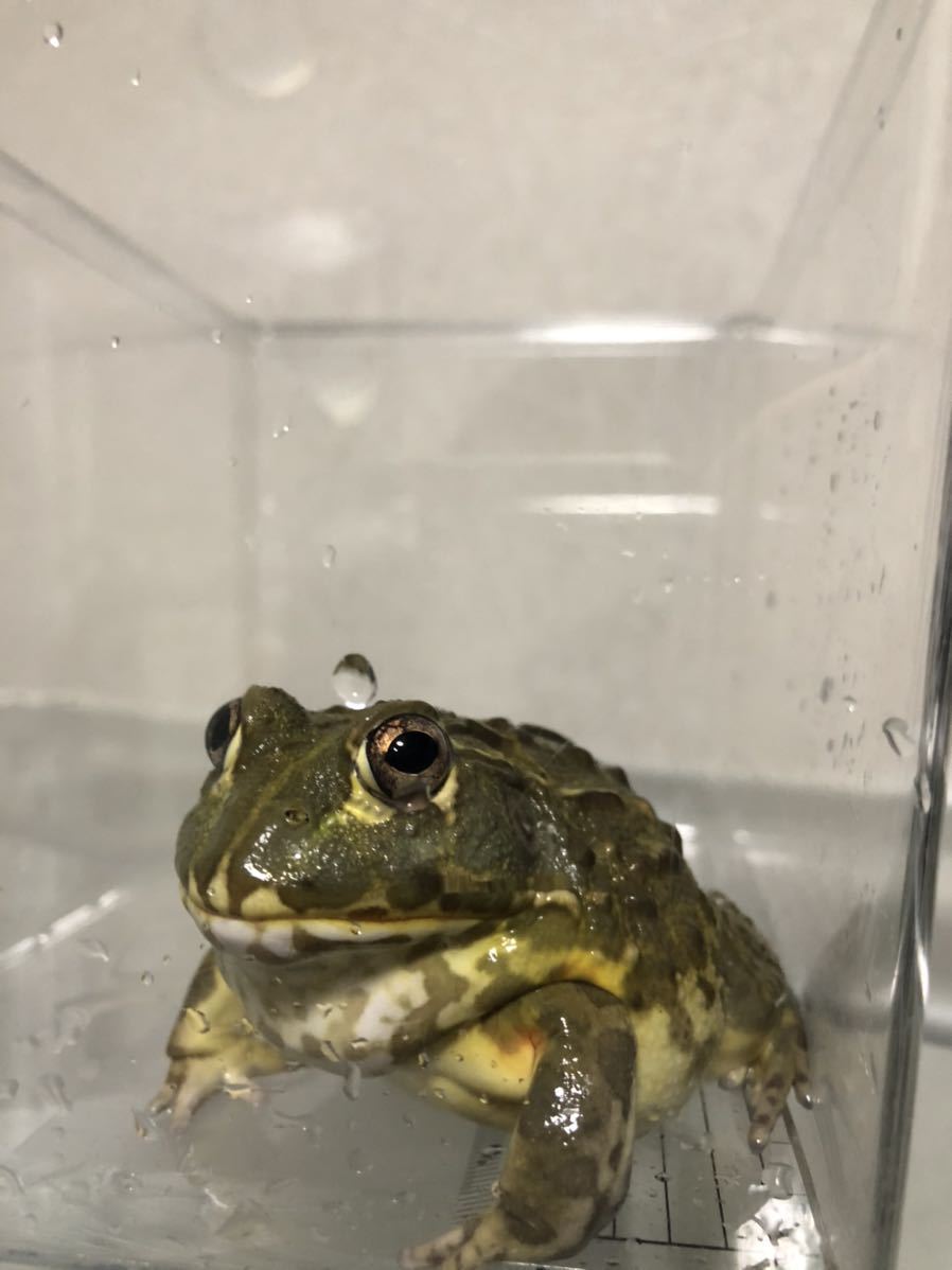 アフリカウシガエル 雌雄不明 九州地方 沖縄県 北海道には発送出来ません カエル 売買されたオークション情報 Yahooの商品情報をアーカイブ公開 オークファン Aucfan Com