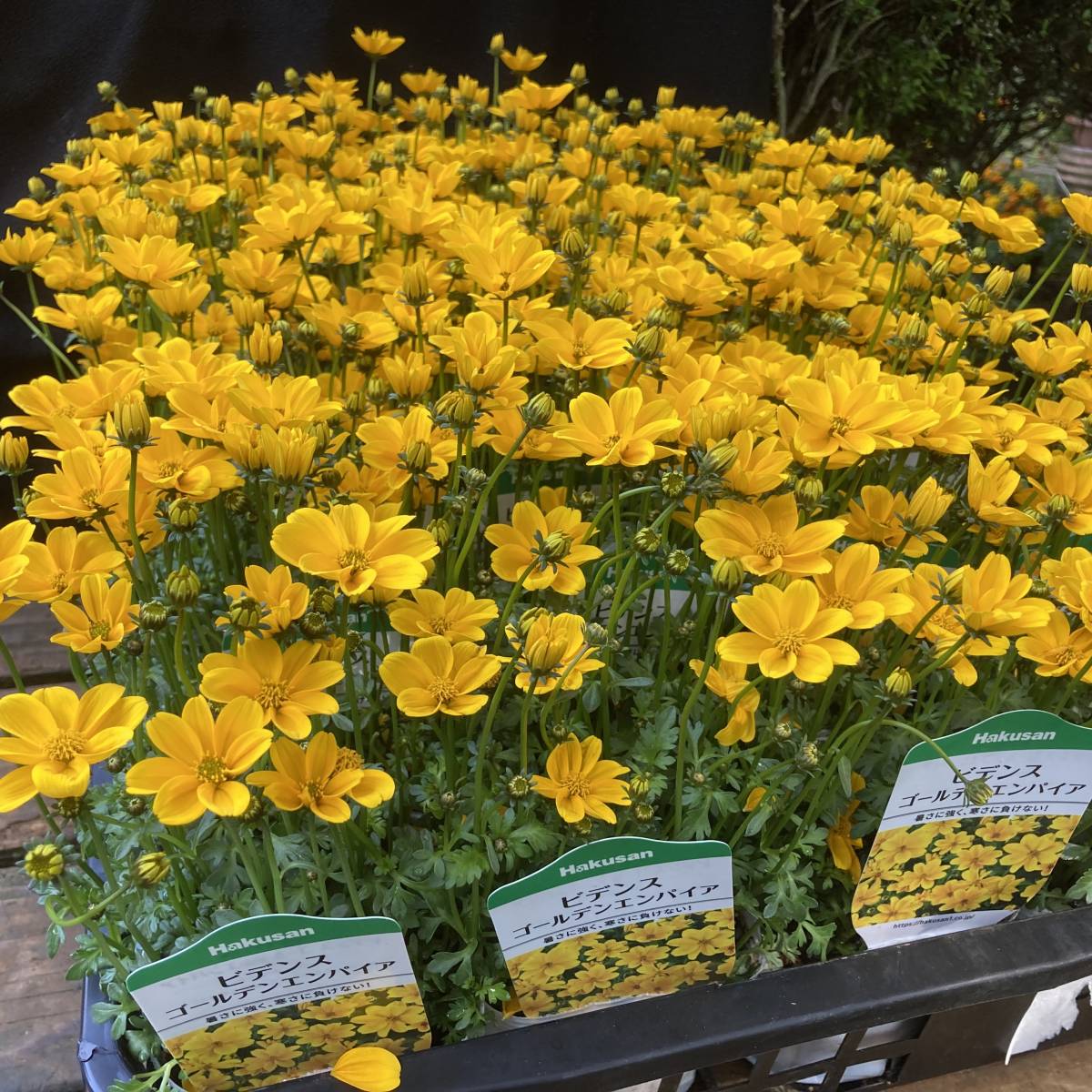 22春の新苗 数量6 咲きほこります ヒデンス ゴールデンエンパイア ４ポット 苗 売買されたオークション情報 Yahooの商品情報をアーカイブ公開 オークファン Aucfan Com
