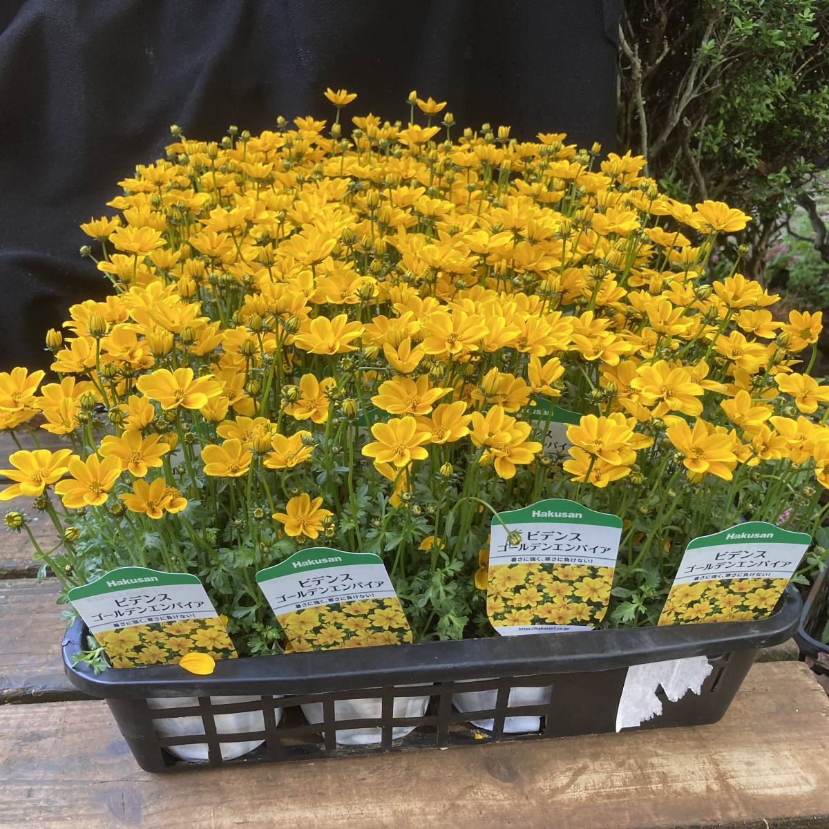 22春の新苗 数量6 咲きほこります ヒデンス ゴールデンエンパイア ４ポット 苗 売買されたオークション情報 Yahooの商品情報をアーカイブ公開 オークファン Aucfan Com