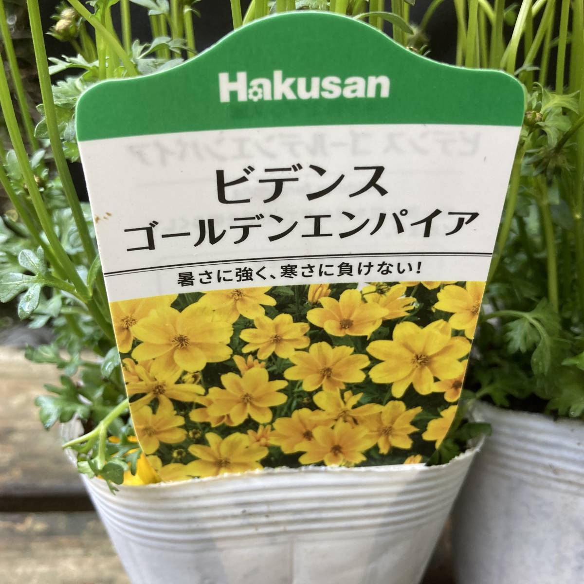 22春の新苗 数量6 咲きほこります ヒデンス ゴールデンエンパイア ４ポット 苗 売買されたオークション情報 Yahooの商品情報をアーカイブ公開 オークファン Aucfan Com