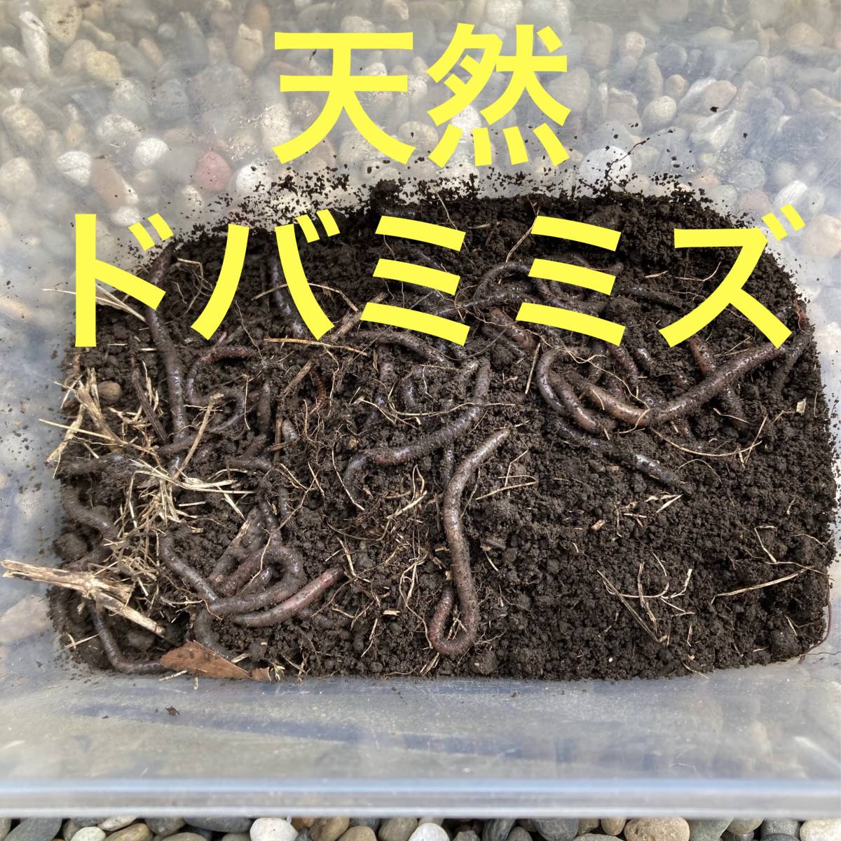 天然ドバミミズ 80匹＋α（100匹くらい） 大きさ混在 だいたい6