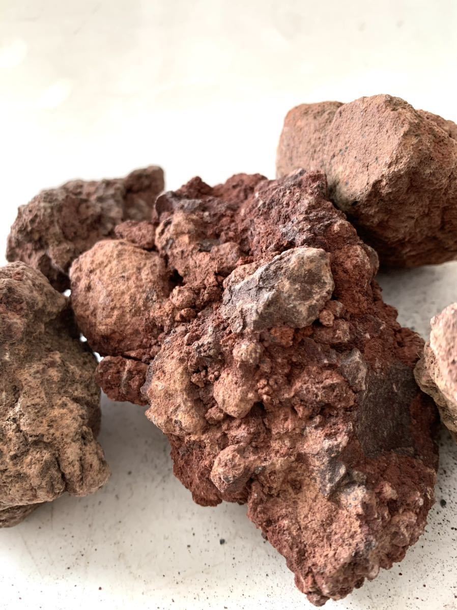 溶岩石 赤 レッド 5kg 50-150㎜ 親石付 水槽 アクアリウム ビオトープ ...