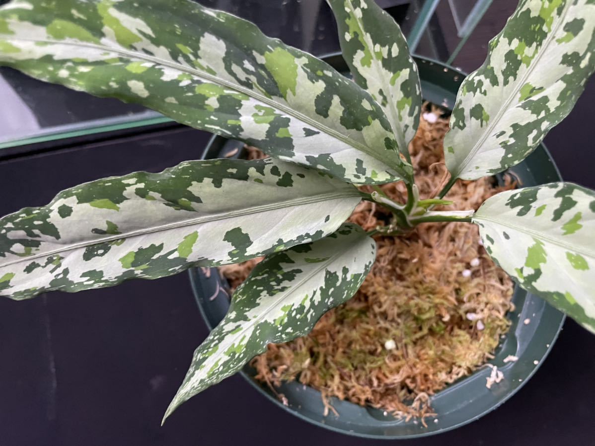 Aglaonema pictum LA0819-01b アグラオネマ LA便(観葉植物 Aglaonema pictum LA0819-01b アグラオネマ LA便(観葉植物