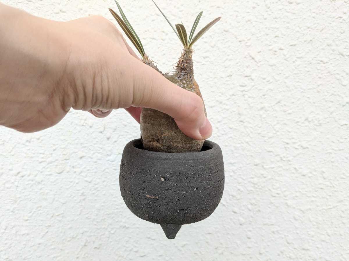 小型良型・発根済】現地球 パキポディウム・グラキリス Pachypodium 