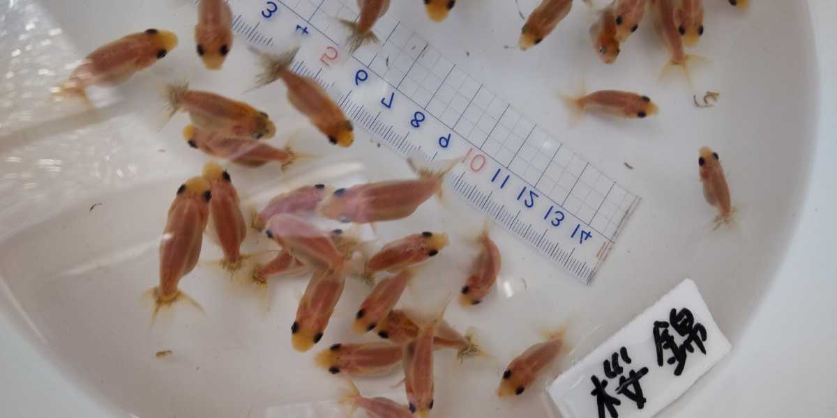 No 7 桜錦の稚魚匹 獅子頭 売買されたオークション情報 Yahooの商品情報をアーカイブ公開 オークファン Aucfan Com