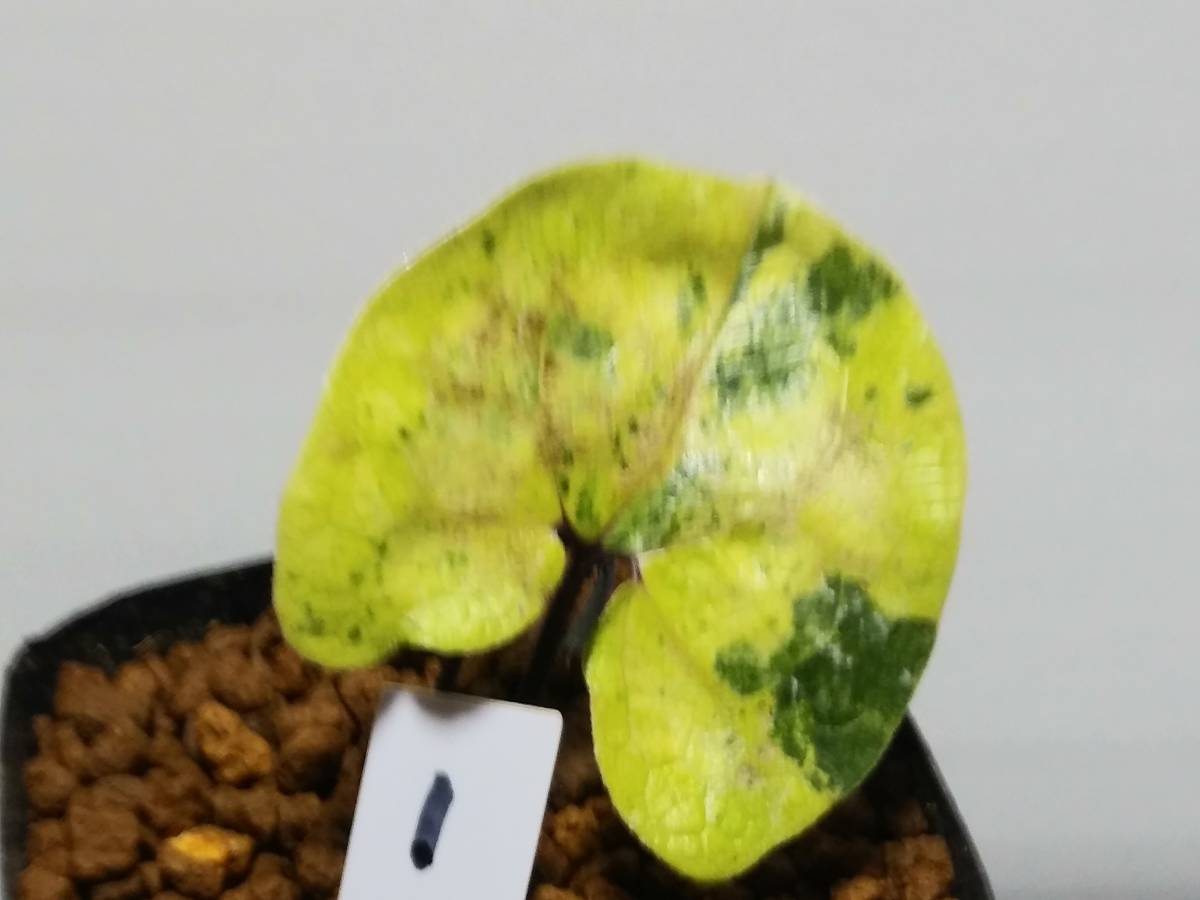タマノカンアオイ　金太郎 斑入り 山野草 カンアオイ タマノカンアオイ金太郎(きんたろう)(鉢植え
