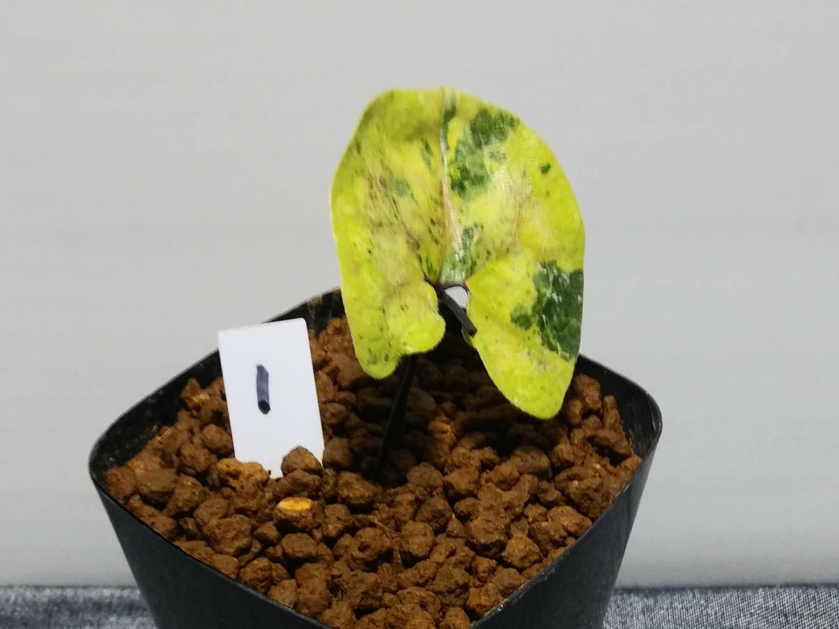 タマノカンアオイ　金太郎 斑入り 山野草 カンアオイ タマノカンアオイ金太郎(きんたろう)(鉢植え