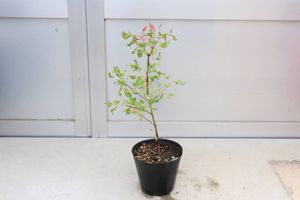 レインボーユーカリのヤフオク の相場 価格を見る ヤフオク のレインボーユーカリのオークション売買情報は11件が掲載されています