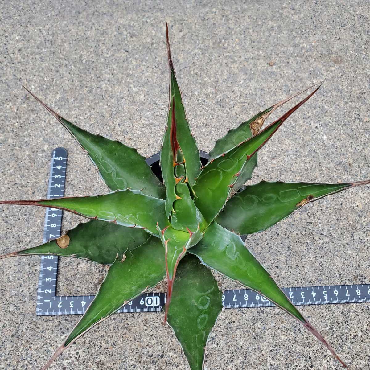 美種 1円スタート！ アガベ モンタナ“Agave montana“実生苗(アガベ