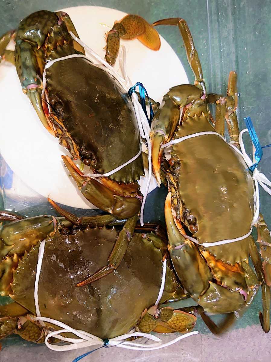 活き ドウマン蟹 ノコギリガザミ エガニ 真ガニ オス詰合７３２グラム その他 売買されたオークション情報 Yahooの商品情報をアーカイブ公開 オークファン Aucfan Com