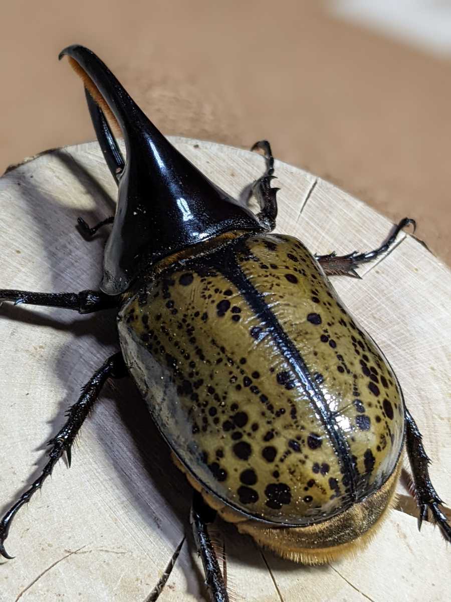 公式通販 モロンシロカブト野外標本 ⁄ モロンシロカブトペア くわかぶ