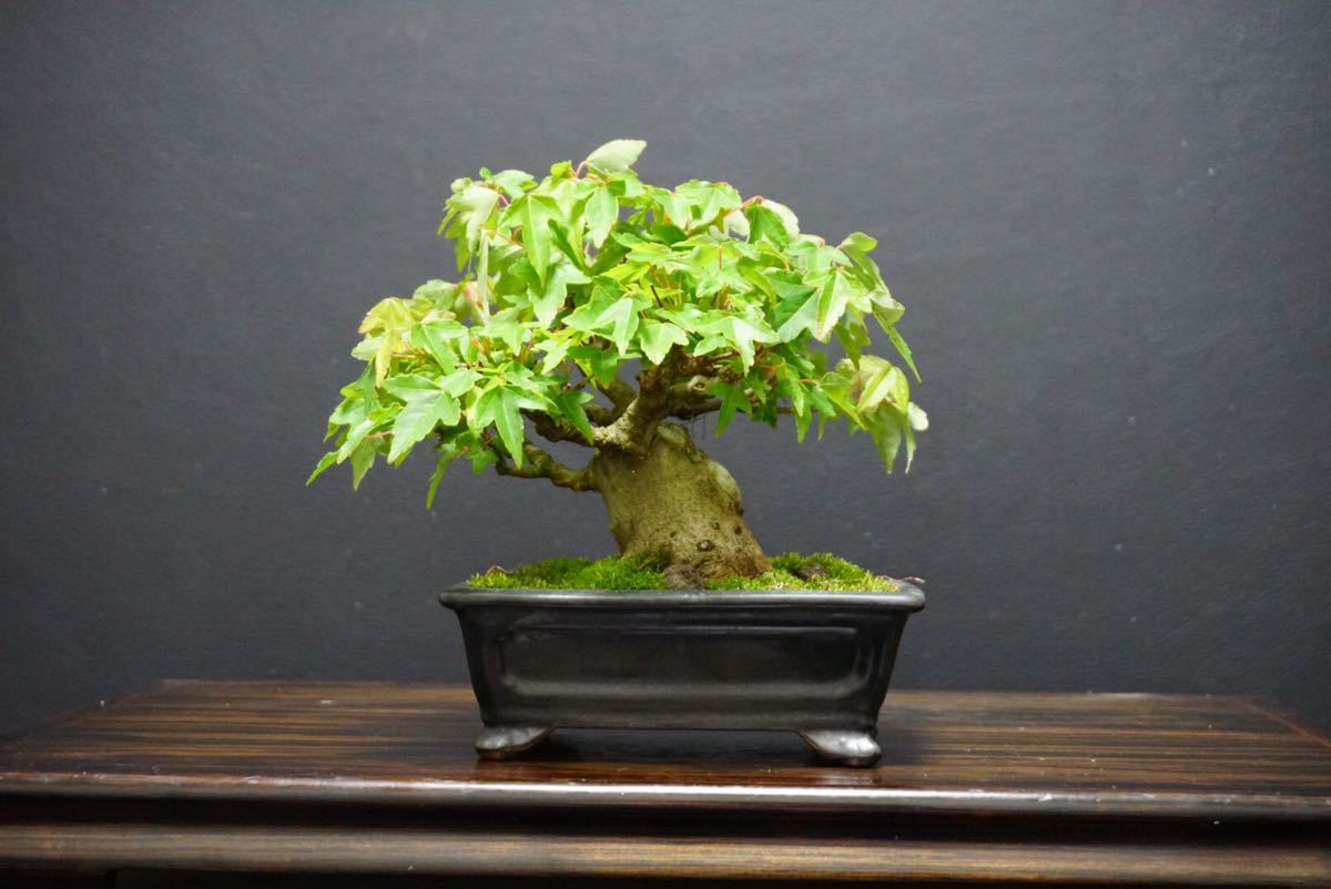 樹高5㎝　太幹! イボタ　豆　ミニ　盆栽　真柏　黒松　五葉松　楓　紅葉 楓 盆栽 カエデ 盆栽 太幹 樹高15cm / もみじ 楓 欅 真柏 五葉松 皐月
