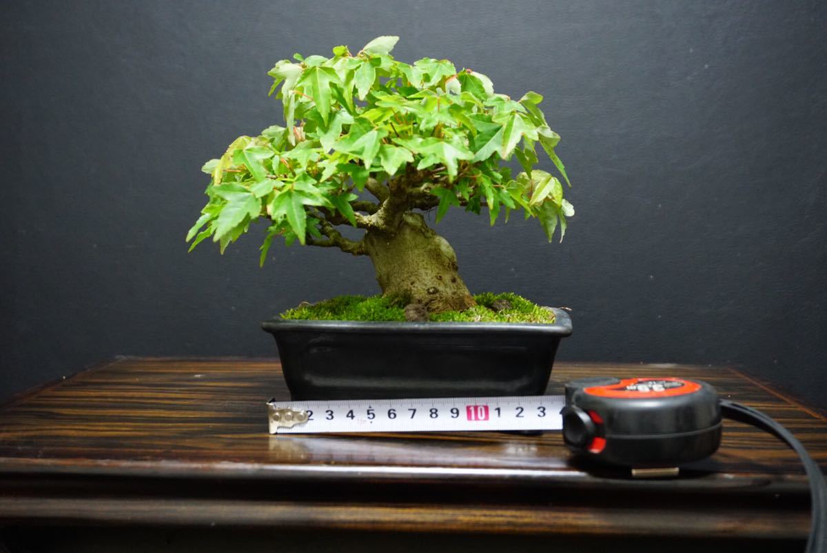 楓 盆栽 カエデ 盆栽 太幹 樹高15cm / もみじ 楓 欅 真柏 五葉松 皐月