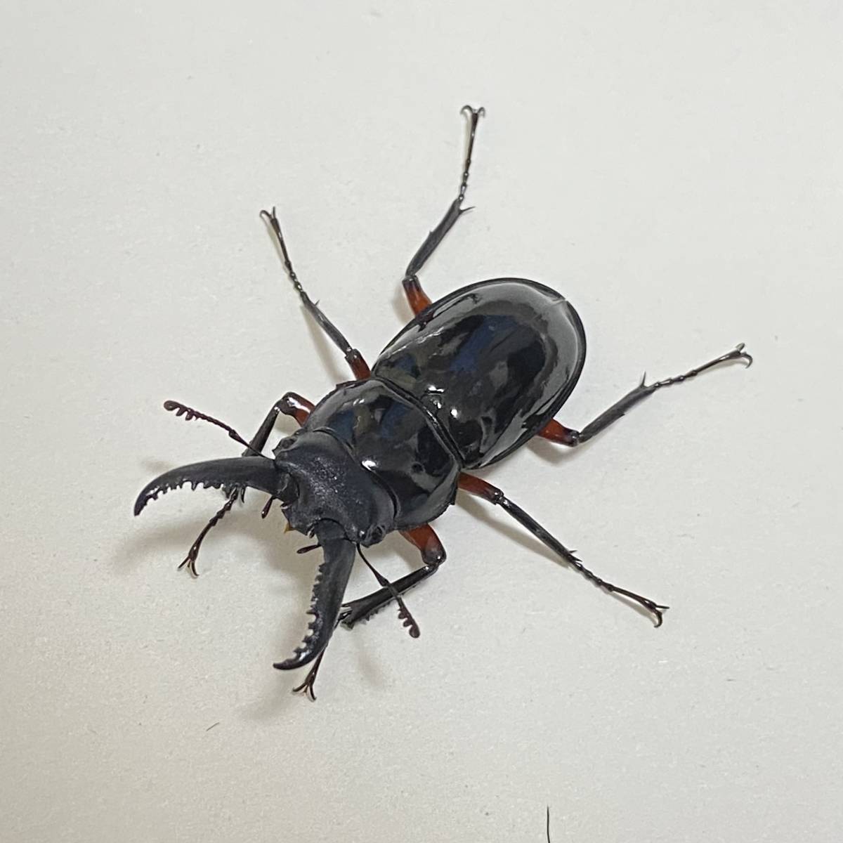 台湾のネブトクワガタ 3ペア ⁄ ☆大型☆台湾 産☆ オニツヤクワガタ