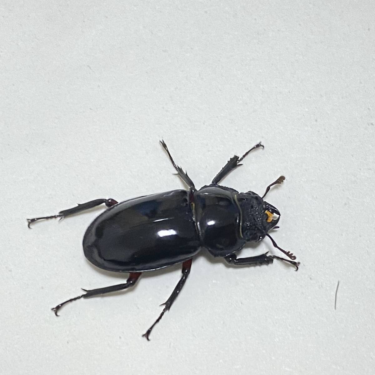 台湾のネブトクワガタ 3ペア ⁄ ☆大型☆台湾 産☆ オニツヤクワガタ