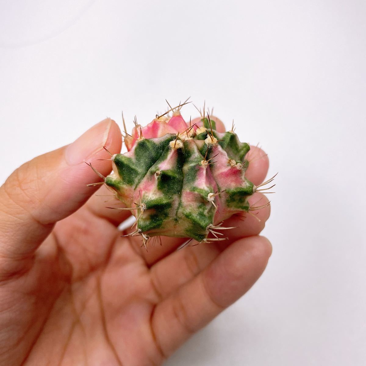 鬼面角綴化 サボテン ※GotuGotu 多肉植物44cm ※柱サボテンセレウス岩石