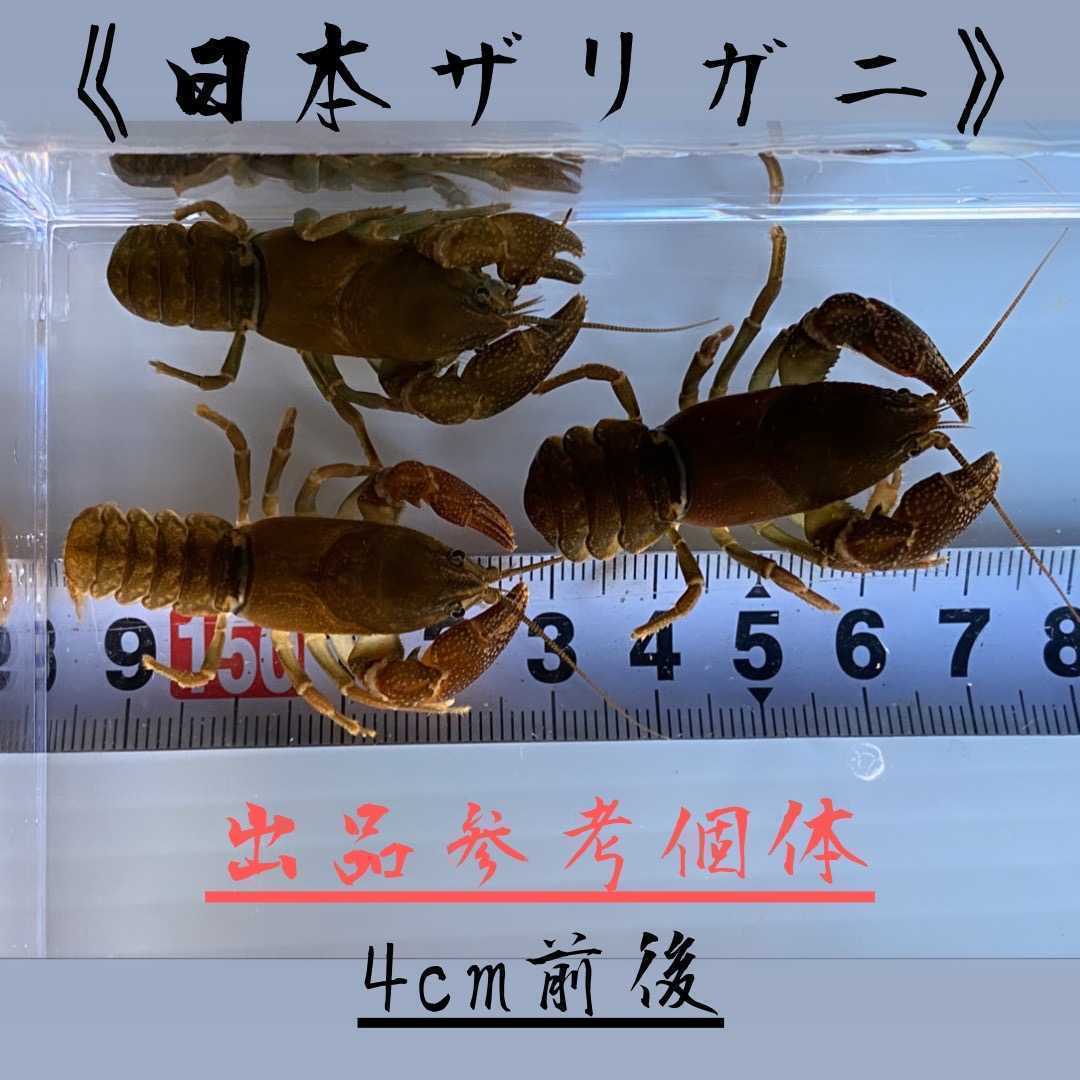 盃メダカ 日本ザリガニ ニホンザリガニ 新潟県野外繁殖個体 1ペア 雄雌 雌1匹 一夫多妻セット 限定出品 甲殻類 売買されたオークション情報 Yahooの商品情報をアーカイブ公開 オークファン Aucfan Com