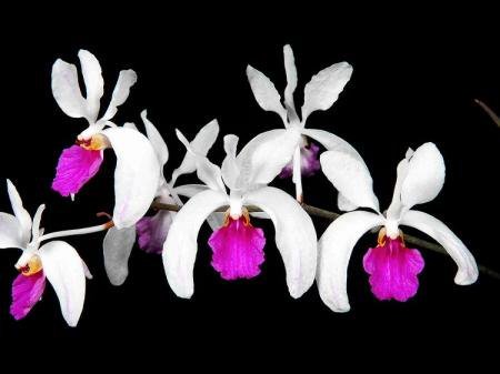 kimballianum Holcoglossum 洋蘭原種 (964) 大きめの株です。Holcoglossum - | Orchids Holcoglossum-kimballianum Leafl Mus. Bot. Garay- (Rchb.f.) File:Holcoglossum Society