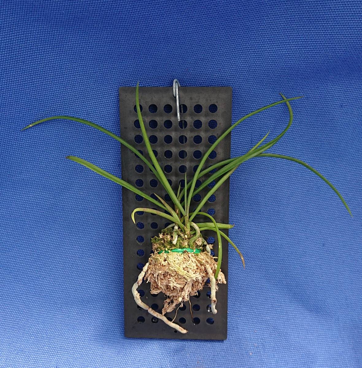 kimballianum Holcoglossum 洋蘭原種 (964) 大きめの株です。Holcoglossum - | Orchids Holcoglossum-kimballianum Leafl Mus. Bot. Garay- (Rchb.f.) File:Holcoglossum Society