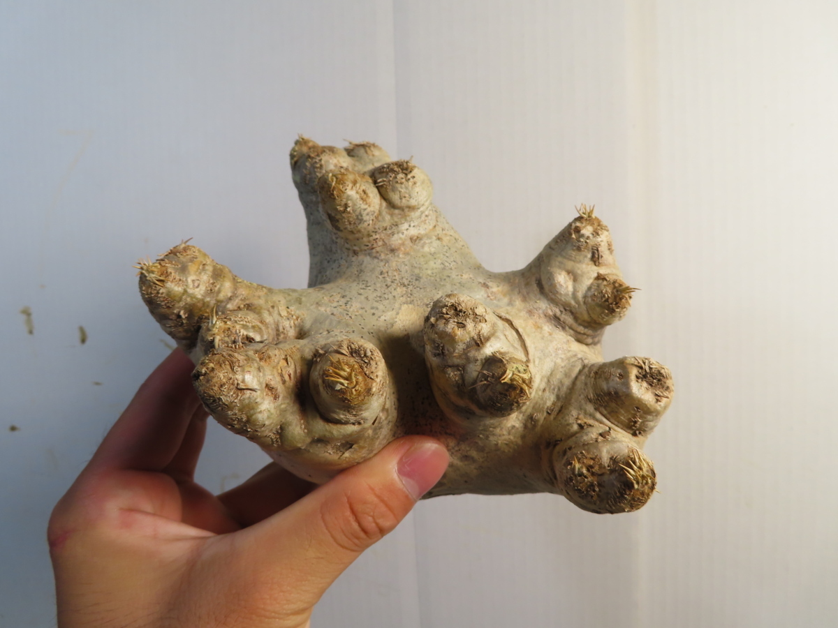 ン374 「現地」パキポディウム エブレネウム 抜き苗【最新到着・マダガスカル・Pachypodium eburneum・塊根植物】