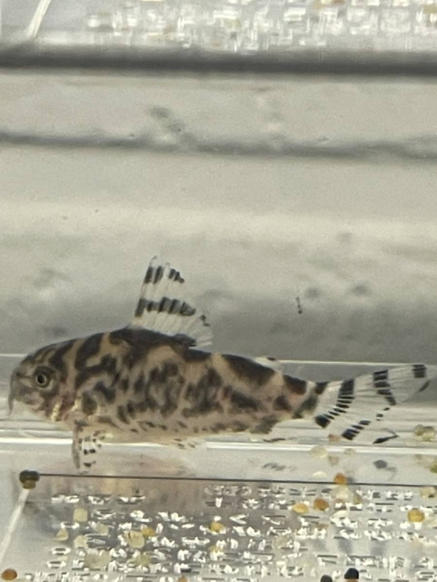 コリドラスの値段と価格推移は 1 105件の売買情報を集計したコリドラスの価格や価値の推移データを公開