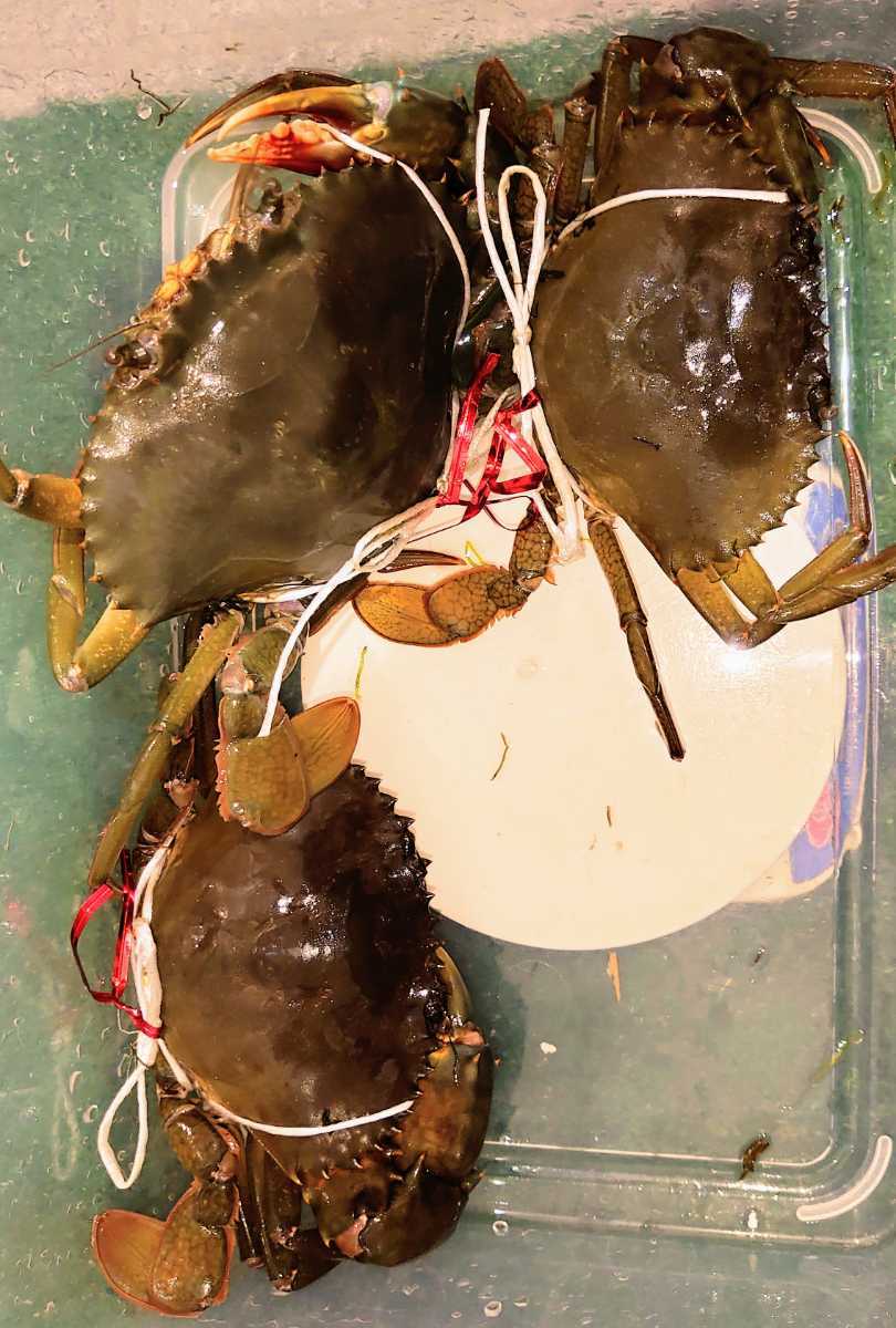 訳あり 活き ドウマン蟹 ノコギリガザミ エガニ 真ガニ オスメス詰合８６７グラム カニ 売買されたオークション情報 Yahooの商品情報をアーカイブ公開 オークファン Aucfan Com