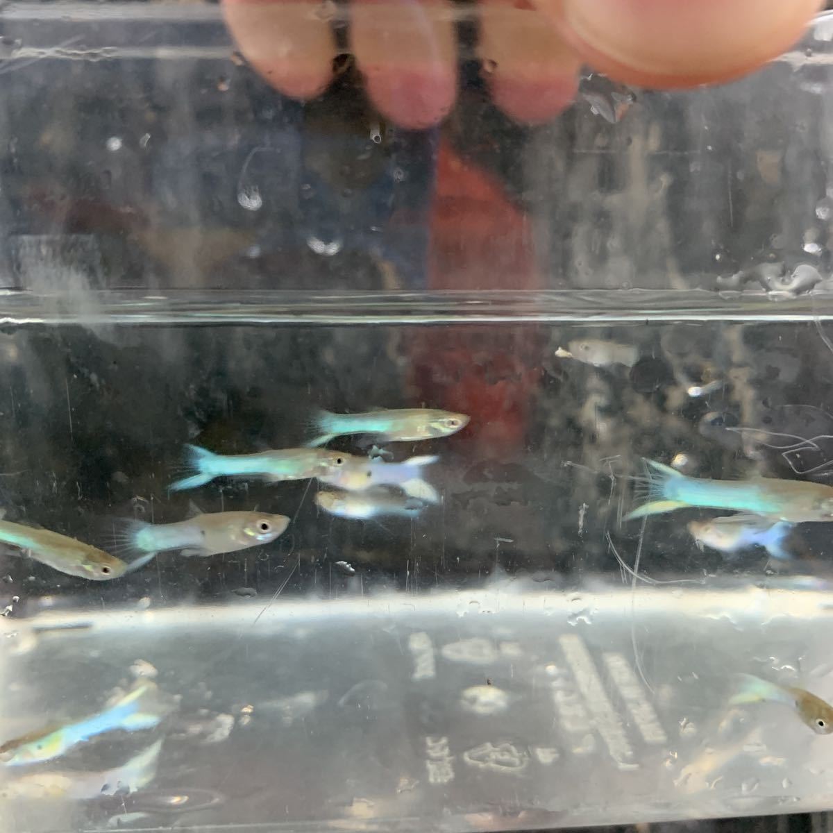 熱帯魚 ジャパンブルー エンドラーズ グッピー ３ペアーセット グッピー 売買されたオークション情報 Yahooの商品情報をアーカイブ公開 オークファン Aucfan Com