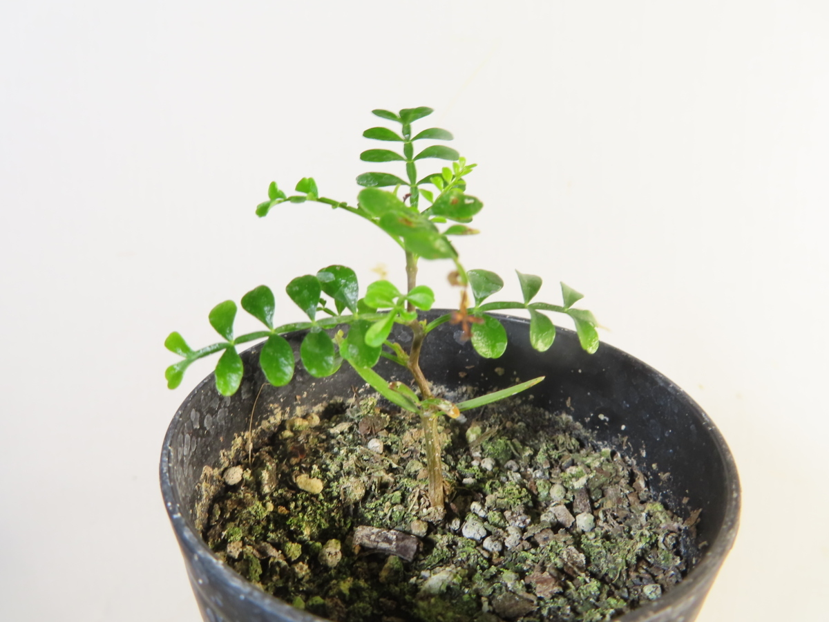 観葉植物 オペルクリカリアパキプス 実生