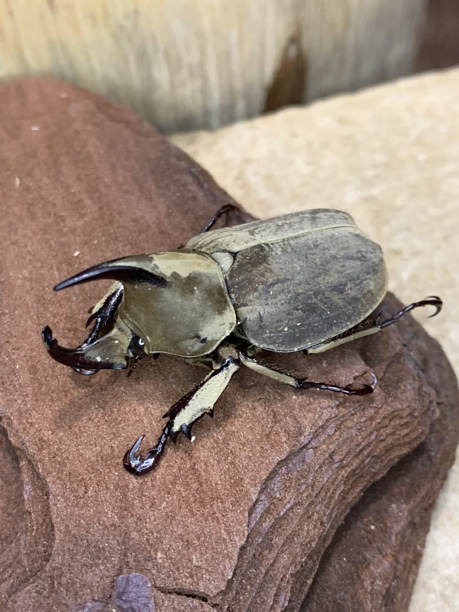 ムニスゼッチコフキカブト 即ブリ♂♀♀トリオ7/9土曜日発送限定です。
